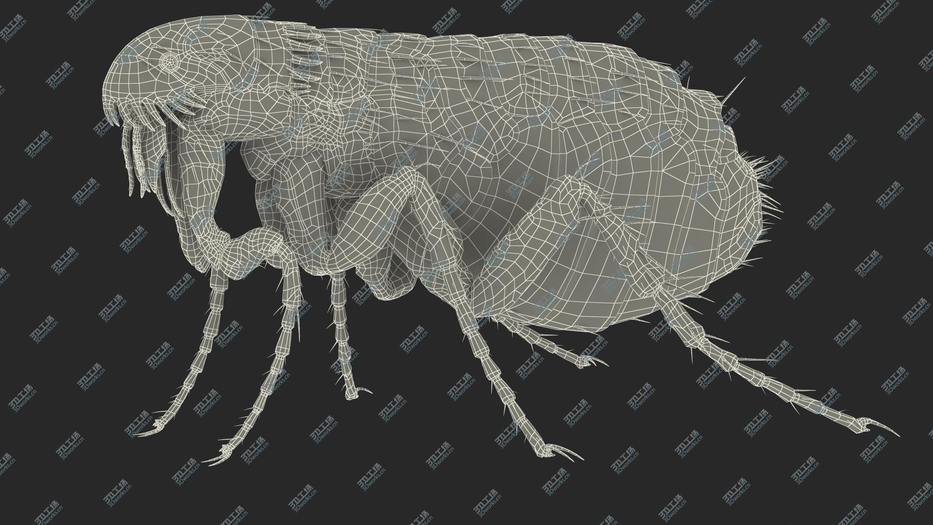 images/goods_img/202104093/3D Flea Insect Rigged model/4.jpg